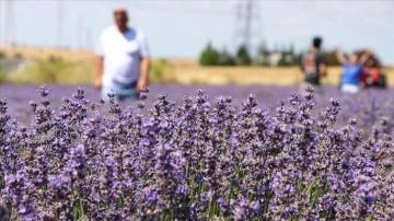 Tekirdağ'da turistlerin ilgi odağı haline gelen lavanta tarlaları çok sayıda ziyaretçiyi ağırladı