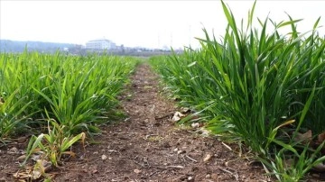 Tekirdağ'da yerli buğday çeşitlerinden yüksek verim elde edildi