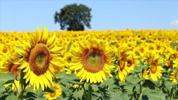Tekirdağ'ın "sarı gelini" ayçiçeği tarlaları fotoğraf tutkunlarını bekliyor
