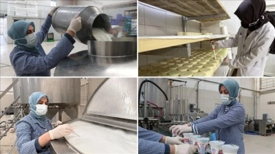 Tekirdağlı kadınlar her g&uuml;n 7 ton s&uuml;t&uuml; lezzete d&ouml;n&uuml;şt&uuml;r&uuml;yor