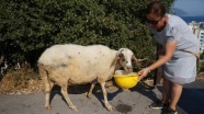 Temizlik işçileri çöp toplarken koyun buldu