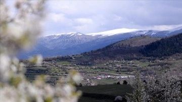 Tepeleri karla kaplı Ardahan'ın Posof ilçesinde meralarda çiçek açtı
