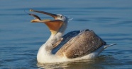 Tepeli pelikanların Gölyazı'da taze balık keyfi