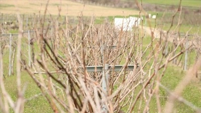 Tescillenen "G&uuml;n Işığı" &uuml;z&uuml;m&uuml;n&uuml;n yaygınlaştırılması hedefleniyor