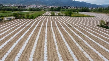 Tescillenen 'Osmaneli karpuzu' ilçeye katma değer katacak