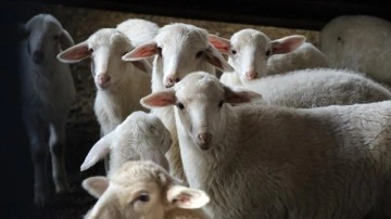 Tescilli Eşme koyunu et verimiyle yetiştiricinin vazgeçilmezi oldu