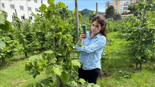 Tescilli Giresun tombul fındığında yeni dikim uygulamaları verimi artırdı