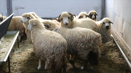 Tescilli karayaka koyunu üniversitede kurulan tesiste geliştirilecek