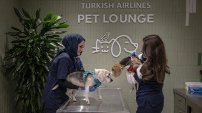 THY'den kargoda taşınabilen evcil hayvanlara İstanbul Havalimanı'nda &ouml;zel salon hizmeti