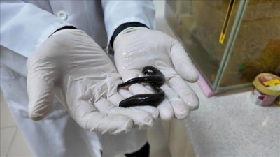 Tıbbi s&uuml;l&uuml;k yetiştiriciliğinde ke&ccedil;i kanının verimi artırdığı literat&uuml;re girdi