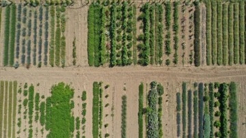 Tıbbi ve aromatik bitkiler Edirne'nin tarımsal üretimini çeşitlendiriyor
