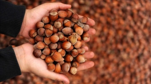 Ticaret borsalarında 9 ayda 576 bin tonu aşkın fındık işlem gördü