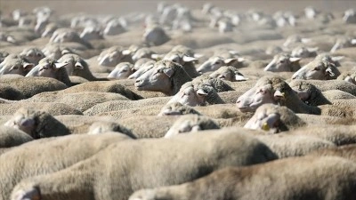 TİGEM, 120 reforme k&uuml;&ccedil;&uuml;kbaş hayvan satacak