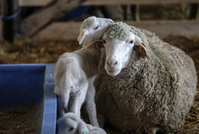 TİGEM 60 bin kilogram merinos yapağı satacak