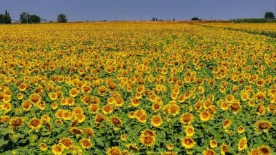 TİGEM'in Karacabey işletmesinde, yağlık ay&ccedil;i&ccedil;eği piyasa ihtiyacını karşılamak i&ccedil;in &uuml;retiliyor