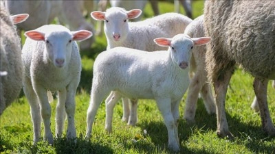 TİGEM'in Karacabey tesislerinde kuzu doğumları y&uuml;zde 40'ın &uuml;zerinde ikizlik oranıyla s&uuml;r&uuml;y