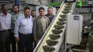 TİKA'dan Gazze'ye zeytinyağı fabrikası