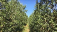 TİKA Karadağ'da zeytinyağı üretim tesisi kuruyor