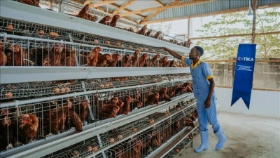 TİKA, Tanzanya'da kadınlara y&ouml;nelik tavuk&ccedil;uluk ekosistemi kurdu