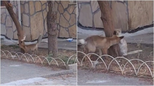 Tilki ile sokak kedisinin arkadaşlığı kameralara yansıdı