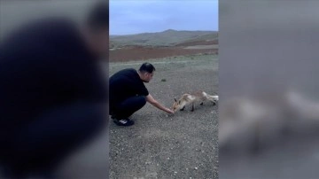 Tilkiyi kaju ile besledi