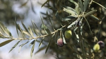 Tirilye zeytini yetiştiriciliğinin korunması için UNESCO'ya başvuruldu
