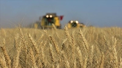 TMO bu yıl &ccedil;ift&ccedil;ilere &uuml;r&uuml;n paralarını erken &ouml;demeyi planlıyor