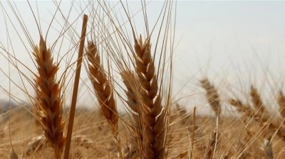 TMO, kuruma ait ekmeklik ve makarnalık buğdayı T&Uuml;RİB &uuml;zerinden g&uuml;nl&uuml;k satışa a&ccedil;tı