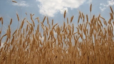 TMO lisanslı depolardaki buğdayı g&uuml;nl&uuml;k satışa a&ccedil;ıyor