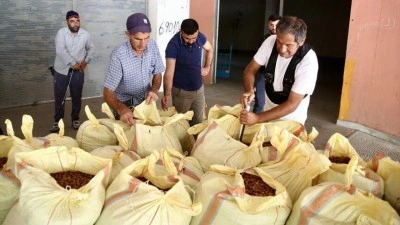 TMO, Ordu, Giresun ve D&uuml;zce'de fındık alımlarına başladı