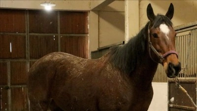 TMSF safkan İngiliz kısrağı ile tayını satışa &ccedil;ıkarıyor