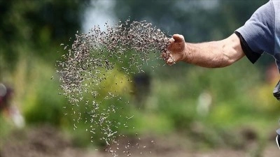 Tohum dağıtıcılarından &uuml;reticilere "kayıt dışı tohum" uyarısı