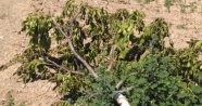 Tokat'ta ceviz ağacı katliamı