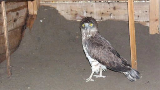 Tokat'ta yaralı bulunan yılan kartalı Samsun'da tedavi ediliyor