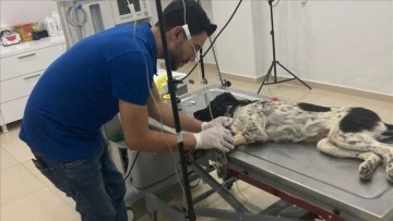 Tokat'ta besin zehirlenmesi geçiren sahipsiz köpeği jandarma tedavi ettirdi