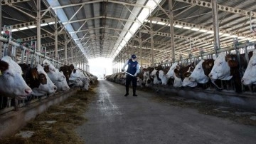 Toplanan inek sütü miktarı 2021'de 10 milyon tonu aştı