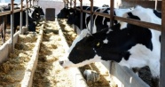 Toplanan inek sütü miktarı yüzde 3,4 arttı