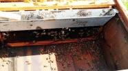 'Toplu arı ölümleri' yüzde 41'e ulaştı