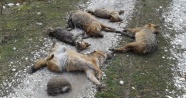 Toplu hayvan ölümlerinde şaşırtan rapor