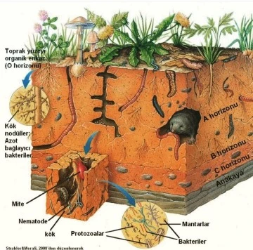 Toprak: Ayaklarımızın altında yaşayan hazine -Dr. Erdem Ulaş yazdı-