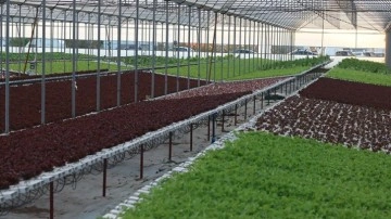Topraksız tarımla 21 dönümde 210 dönüme denk ürün yetiştiriyor