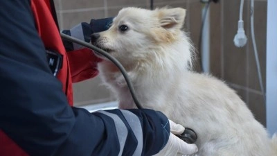 Trabzon'da 750 k&ouml;pek kapasiteli merkez sahipsiz hayvanlara yuva oldu