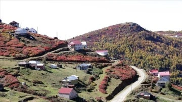 Trabzon-Giresun sınırındaki 2 bin 182 rakımlı Sis Dağı'nda güz zamanı