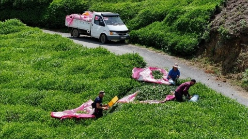Trabzonlu çay üreticileri ilk sürgün hasadı için makas sallıyor