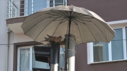 Trafik ışıklarına yuva yapan kumruya şemsiyeli koruma