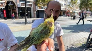 Trafik kazasında kaybettiği arkadaşının ismini verdiği papağan "can yoldaşı" oldu