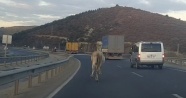 Trafikte dörtnala ilerleyen at görenleri hayrete düşürdü