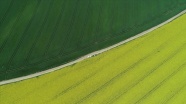 Trakya&#039;da &#039;Altın sarısı&#039; kanola tarlaları buğdayın yeşiliyle buluştu