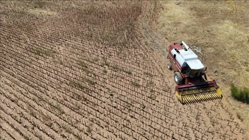Trakya'da aşırı sıcaklık nedeniyle ayçiçeği hasadı son yıllarda erken başlıyor