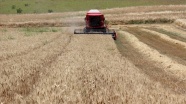 Trakya'da buğday hasadı başladı